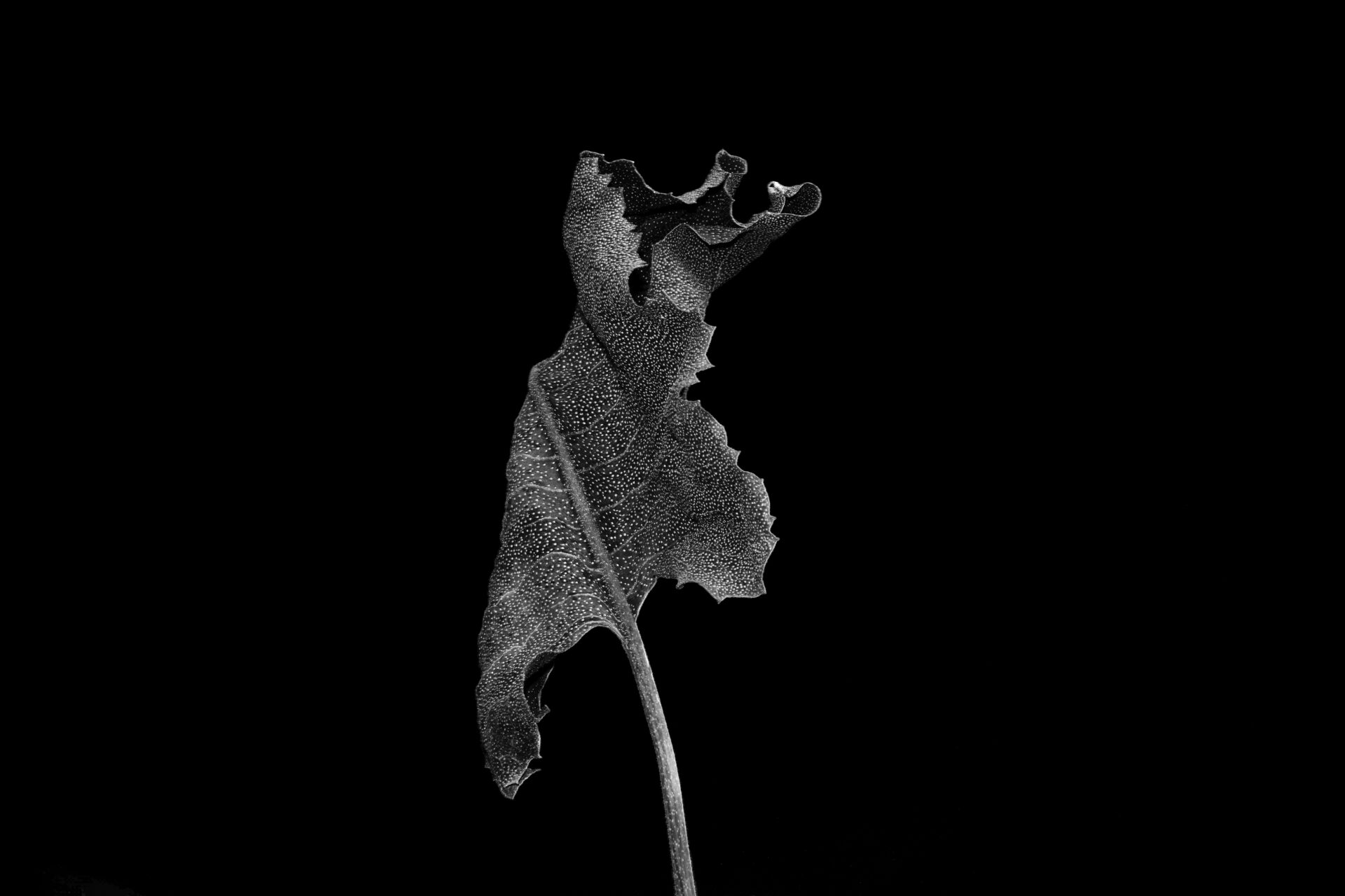 Prairie Dock THOMAS FERRELLA